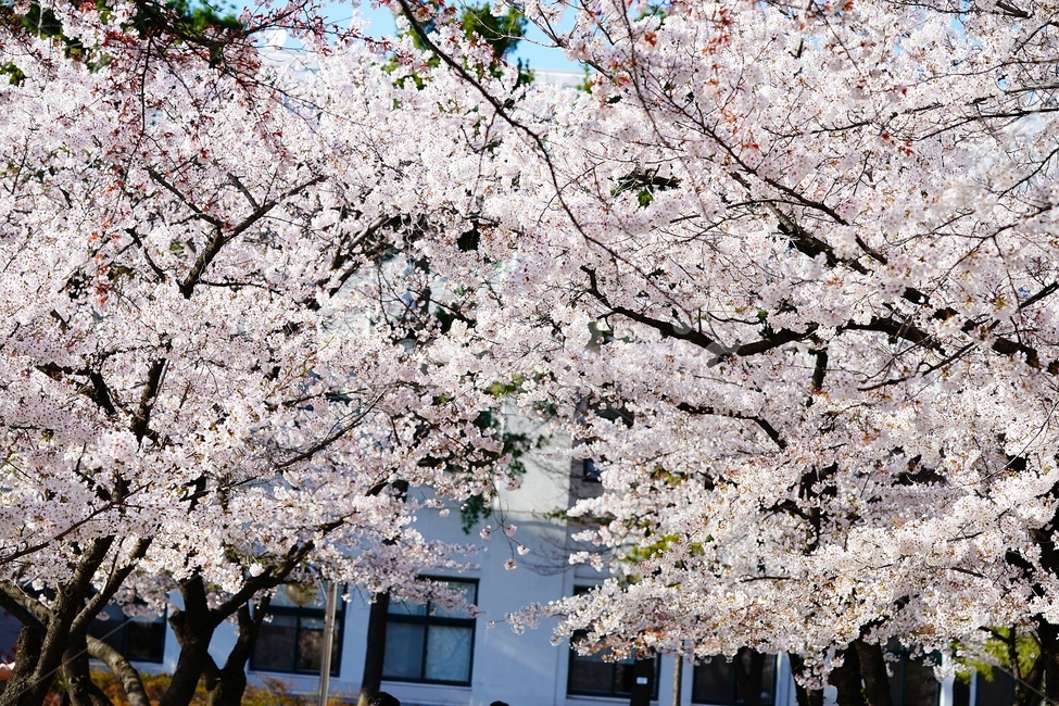 정독도서관,풍경,벚꽃,flower,blossom,식물,plant