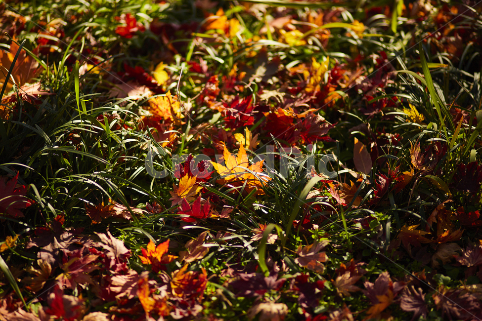 낙엽,가을,단풍,풍경,plant,식물,leaf,잎,tree,나무,그림자,가을,계절,fall,autumn,season