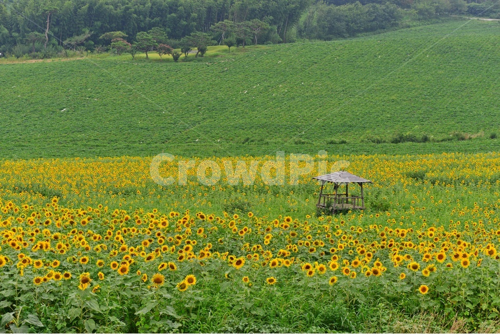 flower,sprout,새싹,bud,싹,blossom,꽃,plant,식물,해바라기,해바라기꽃,고창,학원농장,해바라기밭,정자,자연,풍경,nature,landscape