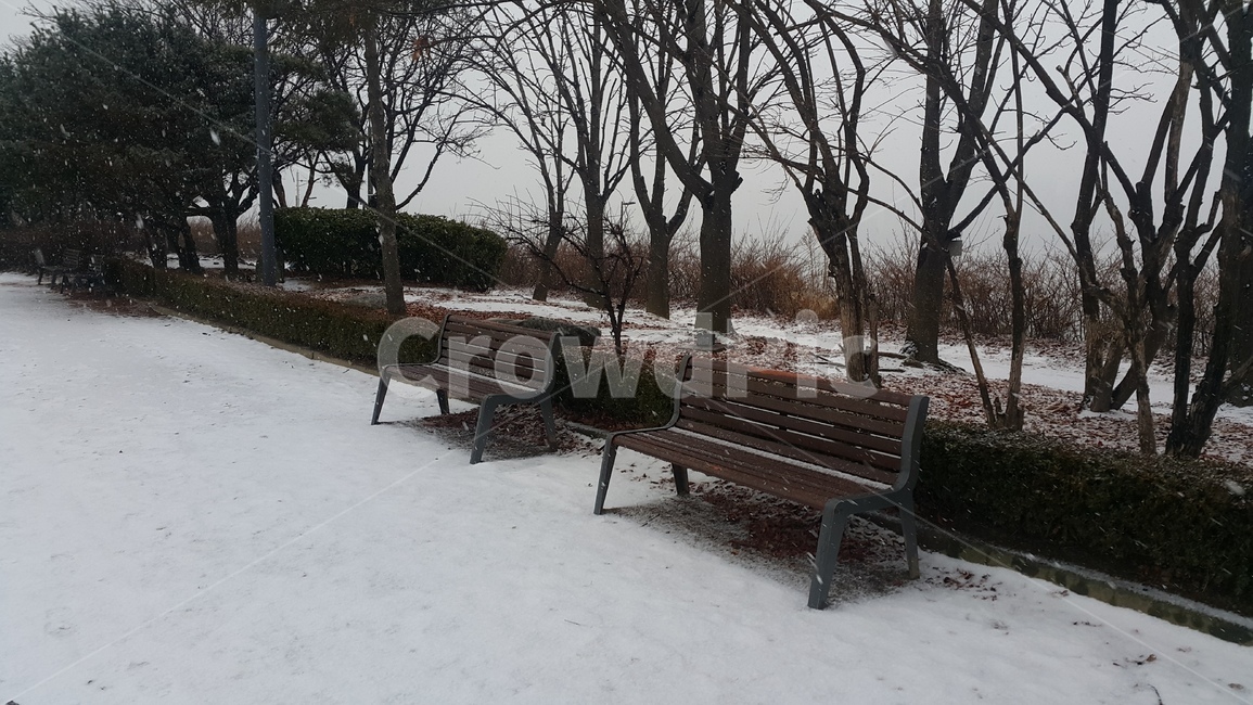 길,동반자,나무,눈,외로움