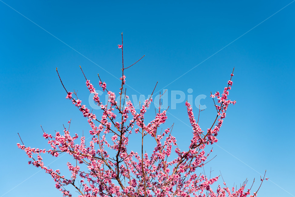 꽃,blossom,flower,식물,봄,spring,식물,자연,plants,nature,꽃,flower