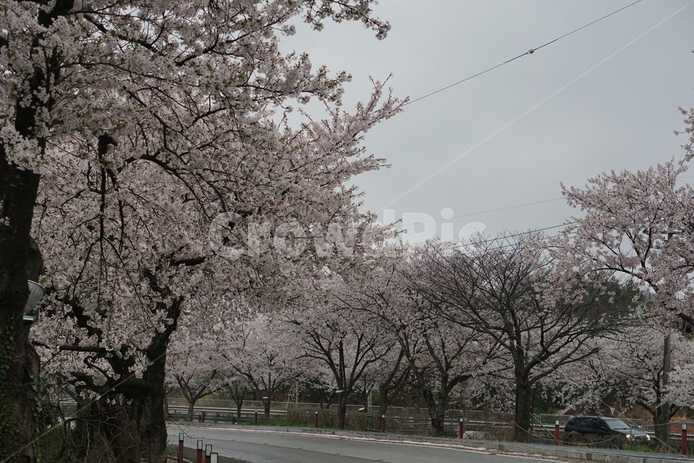 벚꽃,꽃,나무,봄,설레임,봄,계절,spring,season,자연,풍경,nature,landscape,plant,식물