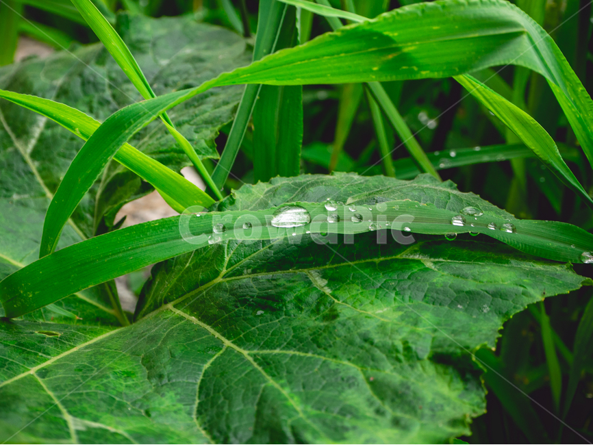 풀,식물,물방울,비,잎,빗방울,초록,식물,자연,plants,nature