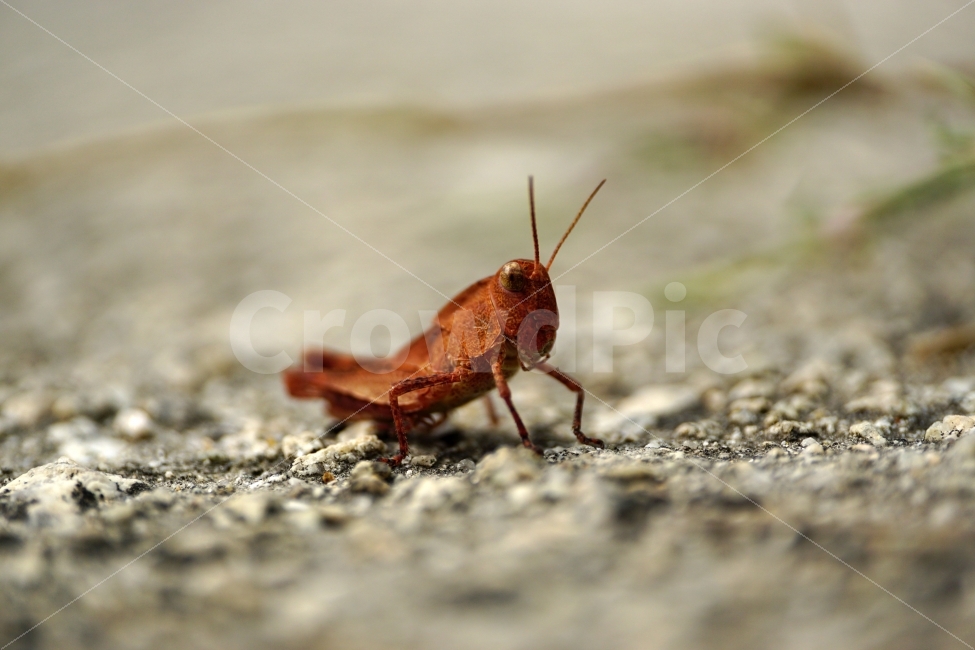 곤충,풀무치,메뚜기,동물,자연,insect,벌레,nature,animal,여름,summer,계절,season,동물,animal,곤충,벌레,insect,bug