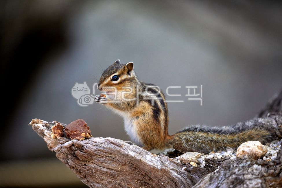 wildanimals,tree,treebrown,wild animals,brown,small animals,squirrel,mammals,spottedsquirrels,chipmunk,animal,wild beast,smallanimals,animals,brownmammals,wild,mammalia,squirrels
