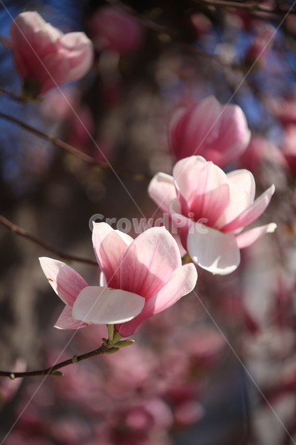 자목련,봄꽃,야생화,봄,꽃,개화,plant,식물