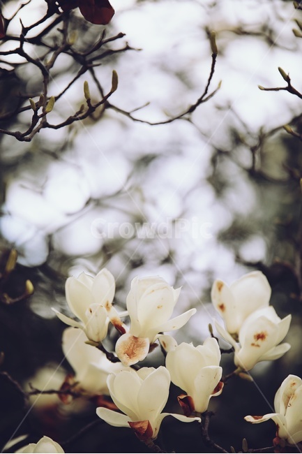 목련,나무,공원,접사,하얀꽃,tree,park,macro,whiteflower,magnolia,식물,자연,plants,nature,꽃,flower
