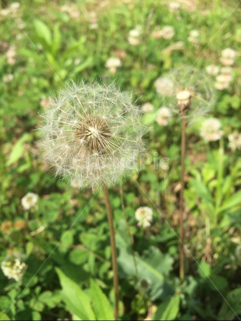 민들레,식물,풍경,씨앗,솜털,배경화면,배경이미지,풀밭,꽃밭,클로버,토끼풀,식물,자연,plants,nature,꽃,flower