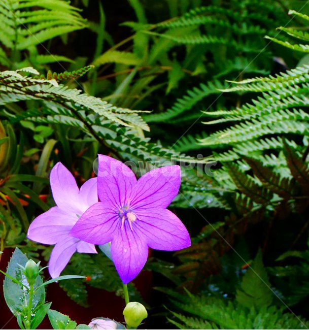 식물,꽃,도라지꽃,보라색,풀,purple,식물,자연,plants,nature,꽃,flower
