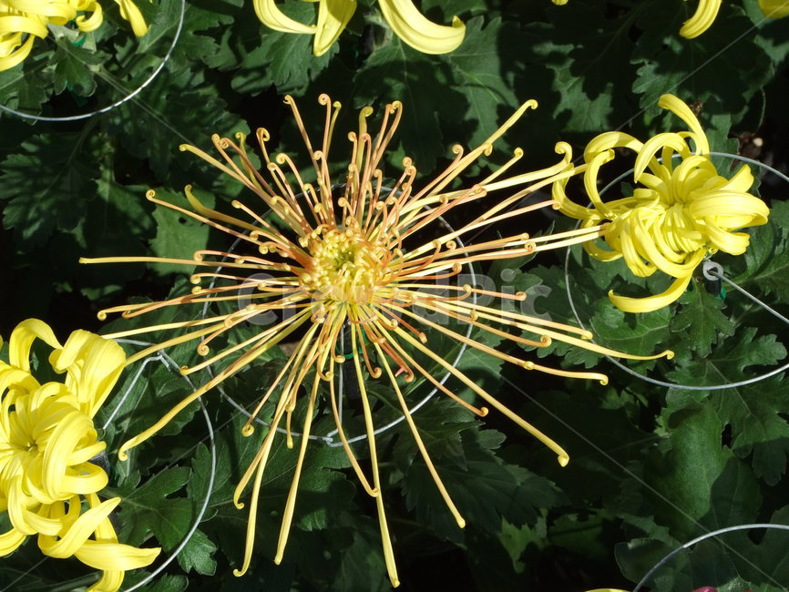 꽃,식물,꽃잎,flower,국화,식물,자연,plants,nature,꽃,flower