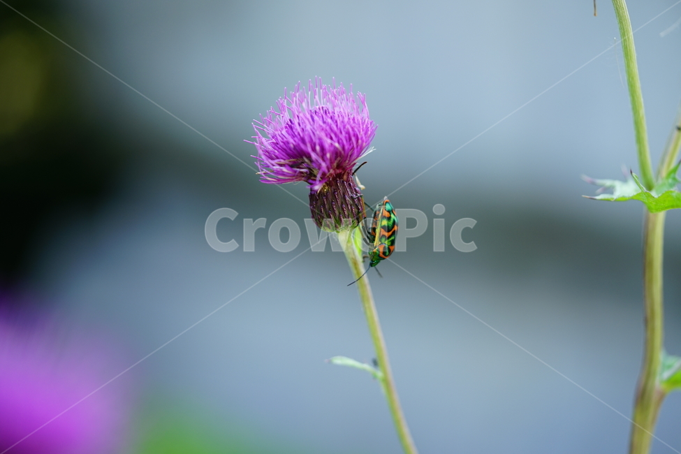 벌레,곤충,자연,생물,동물,생명,접사,나뭇가지,나무,색감,컬러,식물,자연,plants,nature,꽃,flower,동물,animal,곤충,벌레,insect,bug