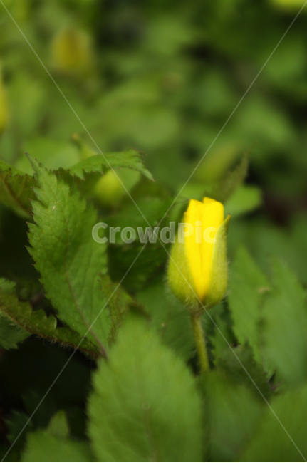 봄,spring,계절,식물,plant,자연,nature,꽃,flower,식물,자연,plants,nature,꽃,flower