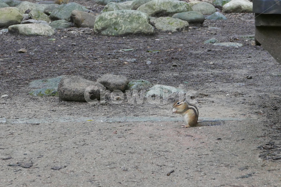 다람쥐,squirrel,설치류,rodents,돌,rock