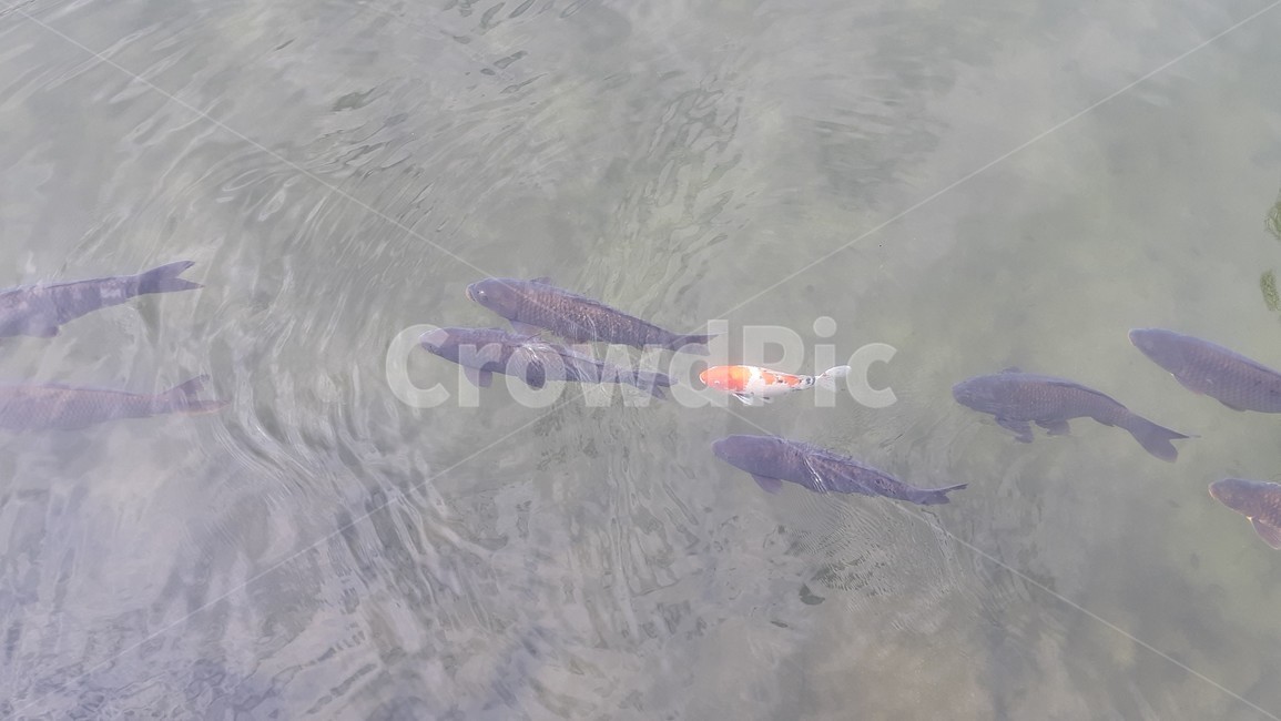 동물,물고기,fish,animal,연못
