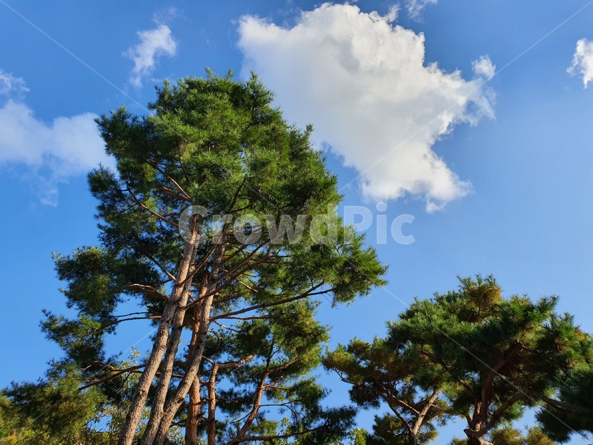 tree,나무,plant,식물,소나무,하늘