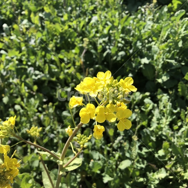 유채꽃,유채,꽃,잎,잎파리,노란색꽃,노란색,봄,계절,spring,season,식물,자연,plants,nature,꽃,flower,plant