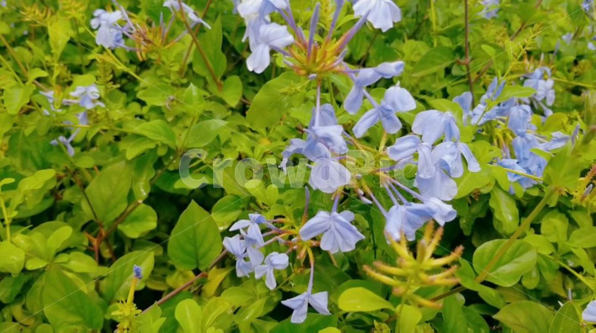 human,자연,nature,돌,나무,열대우림,열대,plant,식물,flower,blossom,꽃,acanthaceae,잔잔과