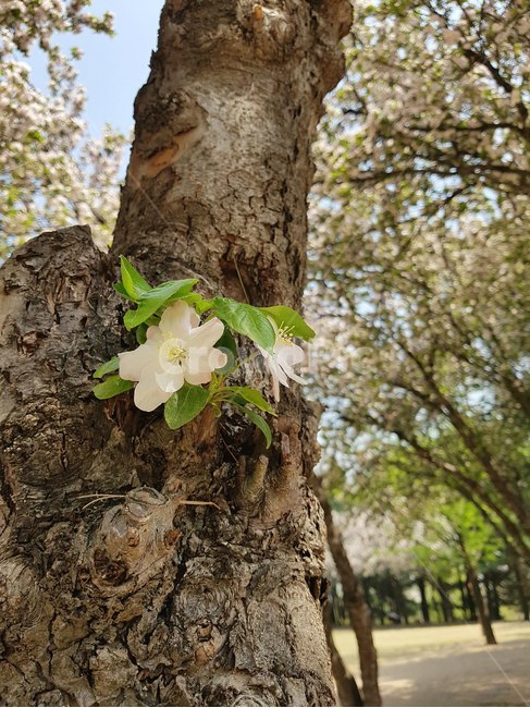 tree,나무,plant,식물,꽃,봄,봄꽃