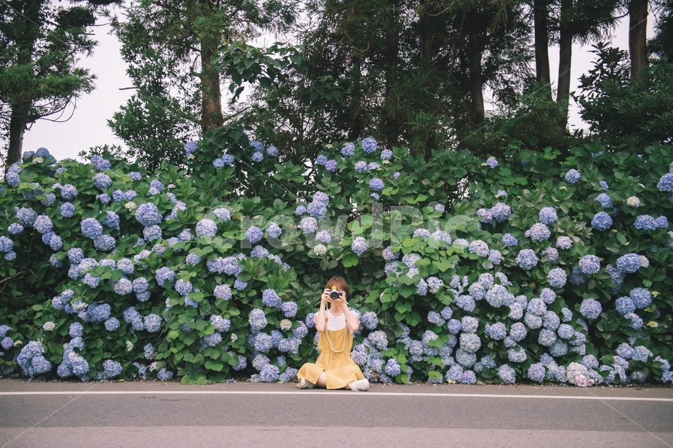 수국,여성,인물,앞모습,여자,카메라,hydrangea,여름꽃,제주,제주도,원피스,camera,jeju,dress,lady,woman,human,여름,계절,summer,season,사람,인물,인간,human,person,여성,여자,woman,female,lady,사진작가,포토그래퍼,photographer