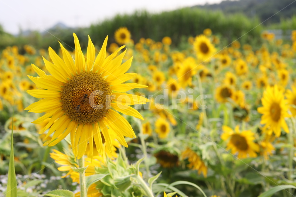 해바라기,가을,감성사진,꽃,플라워,식물,자연,plants,nature,꽃,flower