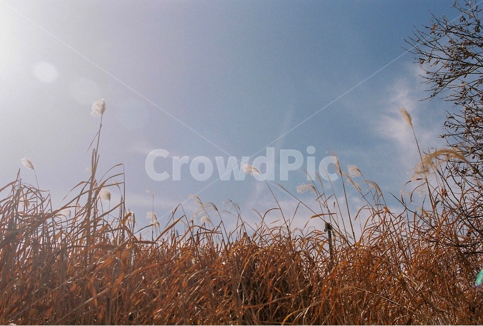 반포,한강,갈대,햇빛,하늘,가을,햇살,필름사진,자연,풍경,nature,landscape,grass,잔디,plant,식물,lawn,reed
