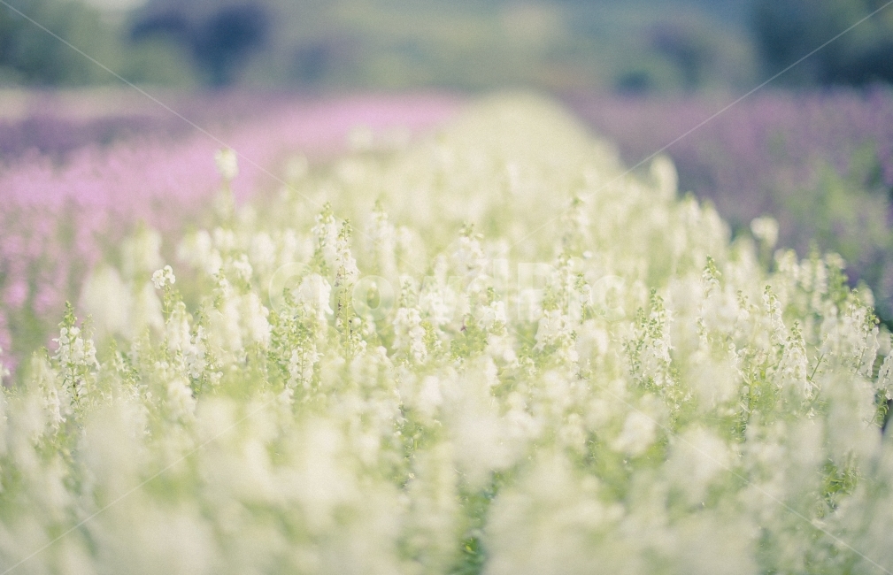 꽃,감성사진,보케,꽃밭,즐거움,식물,자연,plants,nature,꽃,flower,감성,sensible,feeling