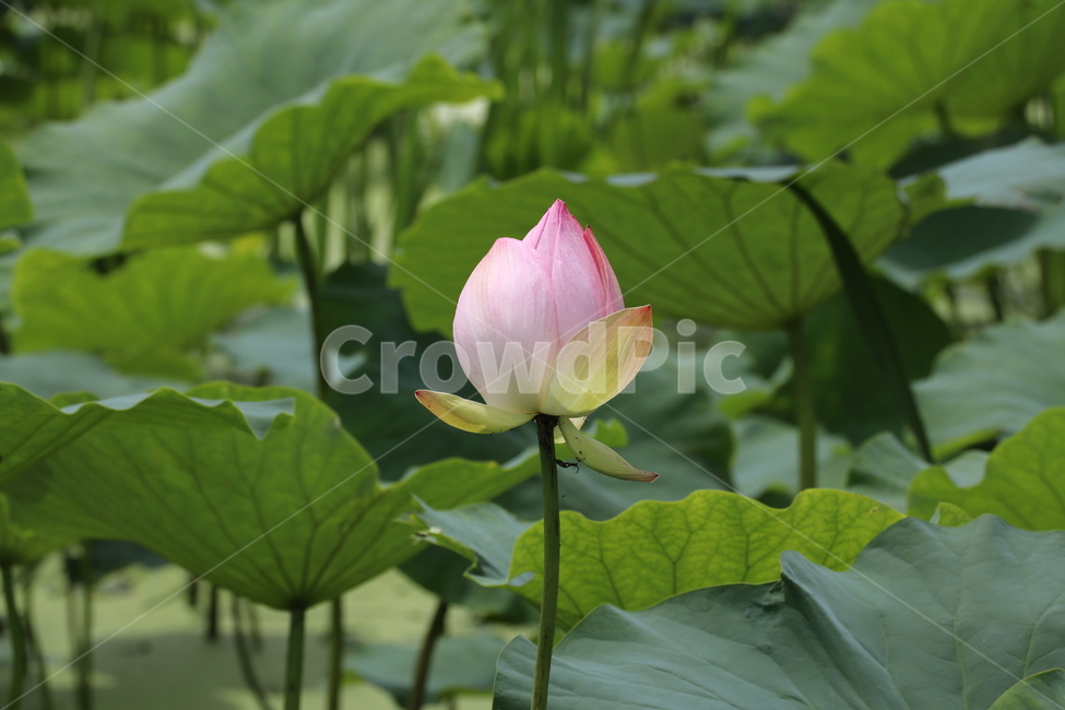 연꽃,분홍꽃,분홍연꽃,연화,꽃,식물,자연,plants,nature,꽃,flower