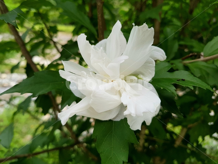 plant,식물,꽃,하얀꽃,자연