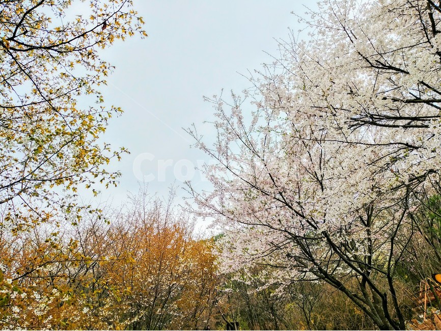 꽃,벗꽃,나무,식물,자연,공원,봄,계절,spring,season,자연,풍경,nature,landscape,식물,plants,나무,trees,wood,tree,plant,tree trunk,나무 줄기