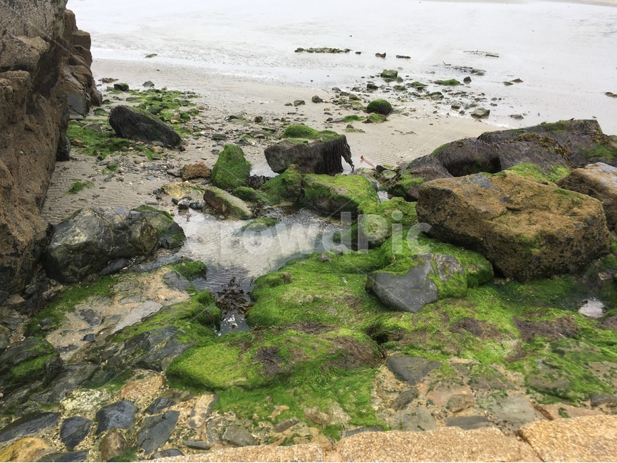 영국,환경,자연,마라지온,해변,바위,썰물,이끼,해초,흐림,자연,풍경,nature,landscape,해변,바다,beach,sea,plant,식물,algae,조류