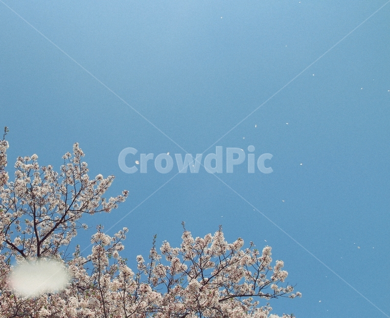 봄,계절,벚꽃,꽃,자연,봄,계절,spring,season,자연,풍경,nature,landscape,plant,식물,flower,blossom,cherry blossom