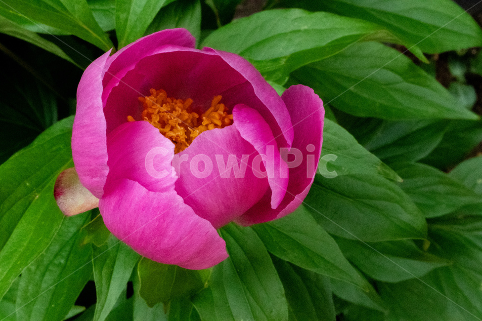 꽃,식물,화초,접사,야생화,flower,purple,wild,macro,화분,식물,자연,plants,nature,꽃,flower