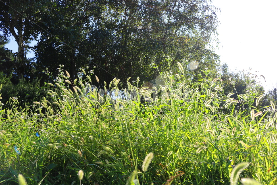 강아지풀,풀,잡초,벼과,식물,자연,구미초,낭미초,개꼬리풀,식물,자연,plants,nature