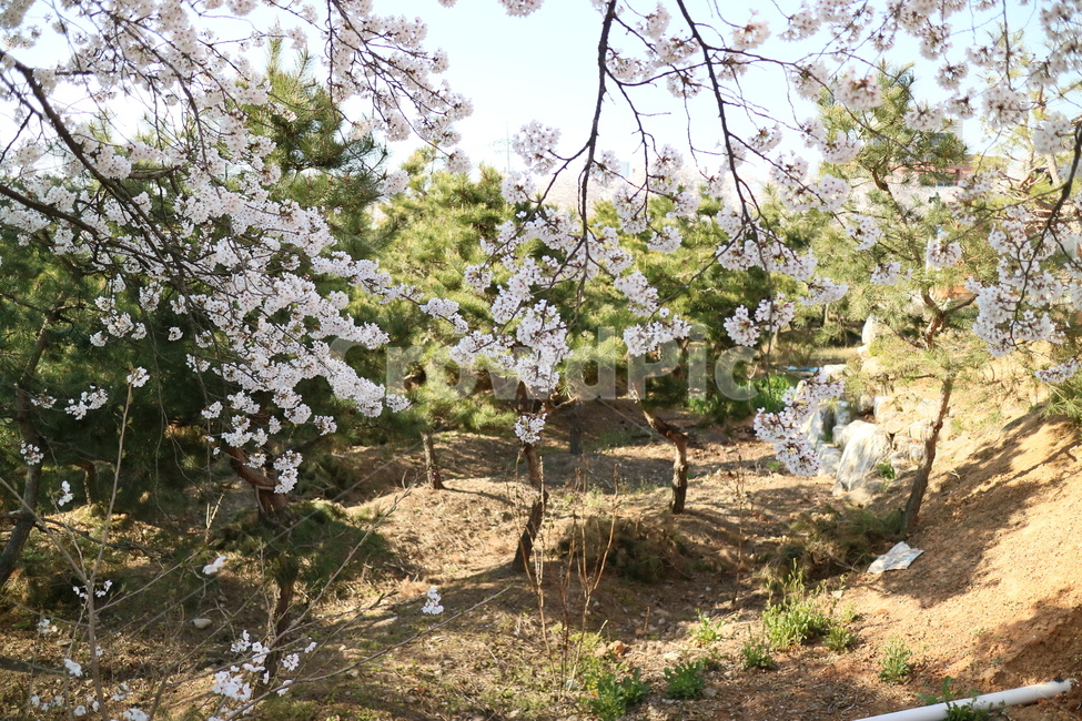벚꽃,꽃,나무,봄,맑음,plant,식물,flower,blossom