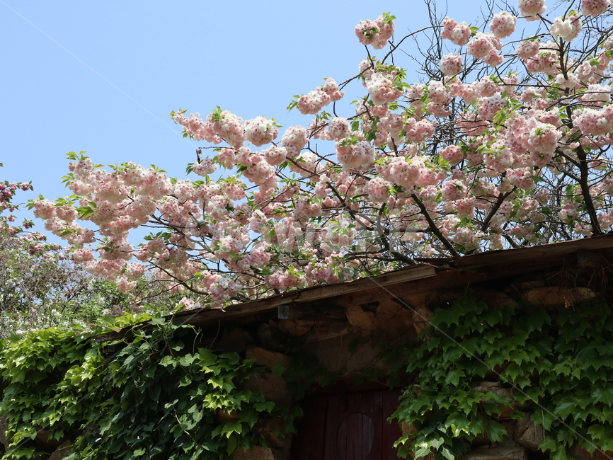 봄,꽃,벚꽃,flower,spring,감성,왕벚꽃,겹벚꽃,자연,nature,힐링,sakura,식물,자연,plants,nature,꽃,flower