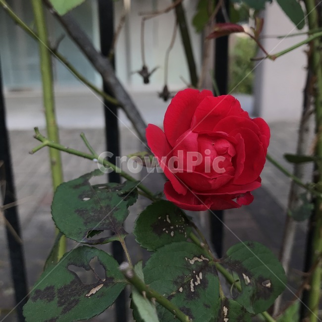 장미,적장미,rose,관상용,향료용,붉은꽃,정렬,flower,plant,식물,blossom,꽃