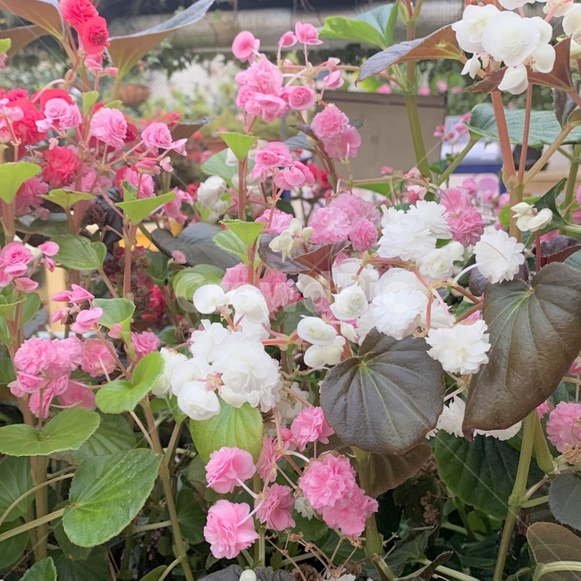 plant,geranium,식물,flower,제라늄,blossom,꽃,꽃밭,식물,자연,plants,nature,꽃,flower