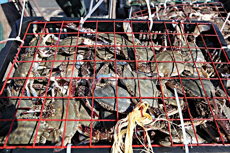꽃게,게,먹거리,음식,요리,식재료,광주리,각우,수산물,해산물,fishery products,seafood,어업,fishery,fishing industry
