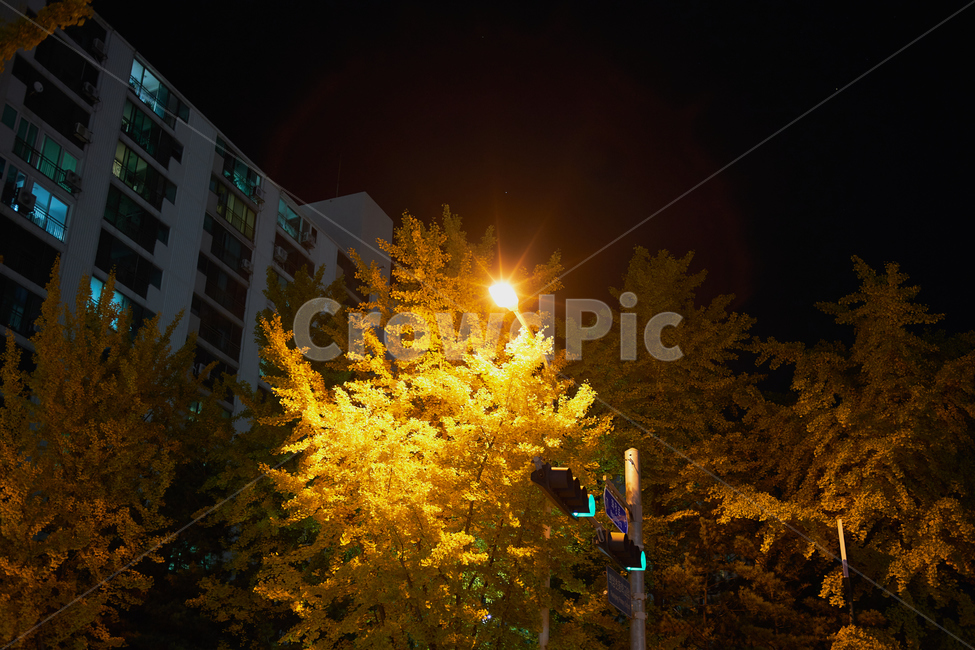 밤,불빛,은행,나무,야경,가로수,tree,night,가을,계절,fall,autumn,season,야경,밤,풍경,nightscape,night,landscape,도시,city,plant,식물