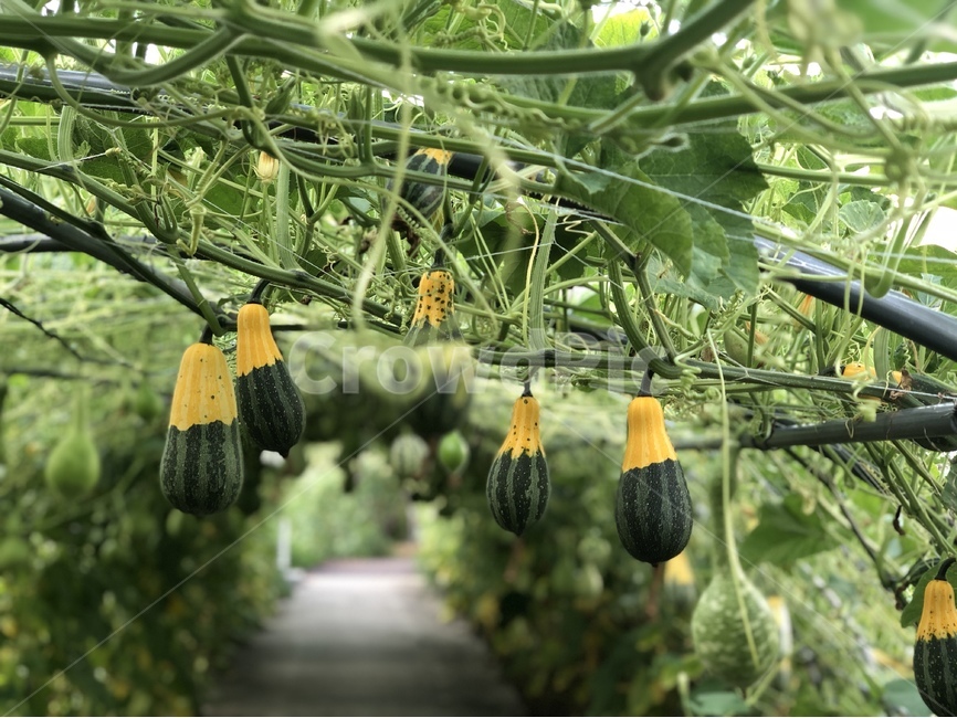 식물,그린,초록,자연,조롱박,힐링,상쾌함,ㅅ,식물,자연,plants,nature,과일,열매,fruit