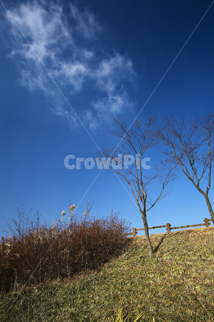 풍경,푸른,휴식,맑음,시원한,공원,산책,nature,자연,outdoors,옥외,plant,식물,구름,앙상한,나무,나뭇가지