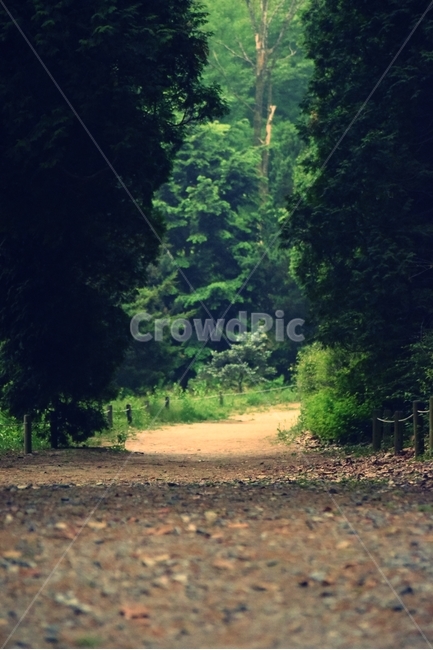 산책길,숲,수목원,gravel,자갈,흙길,dirtroad,자연,풍경,nature,landscape