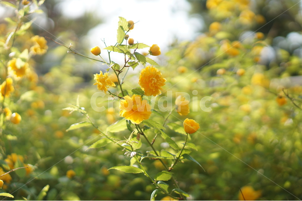 황매화,노랑,봄,빛,겹겹,봄,계절,spring,season,식물,자연,plants,nature,꽃,flower,plant