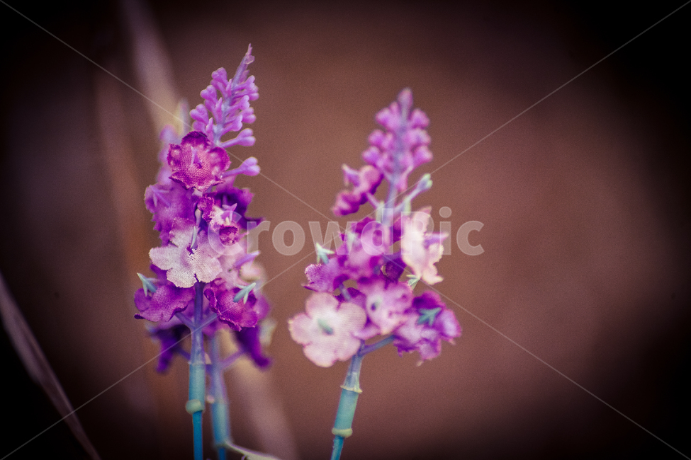 조화,조화꽃,꽃,보라색,아름다움,소품,식물,자연,plants,nature,꽃,flower