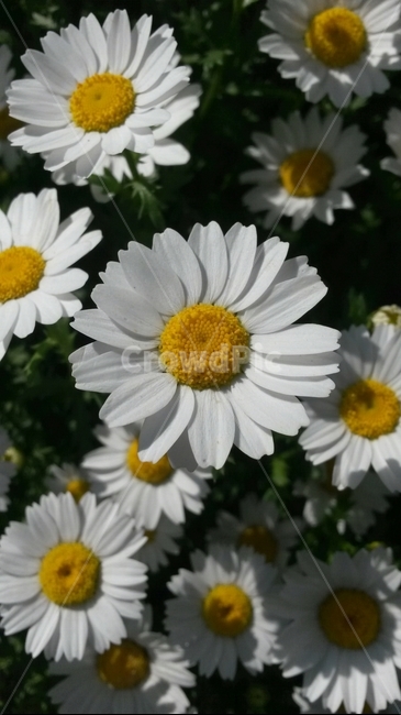 구절초,꽃,자연,감성,flower