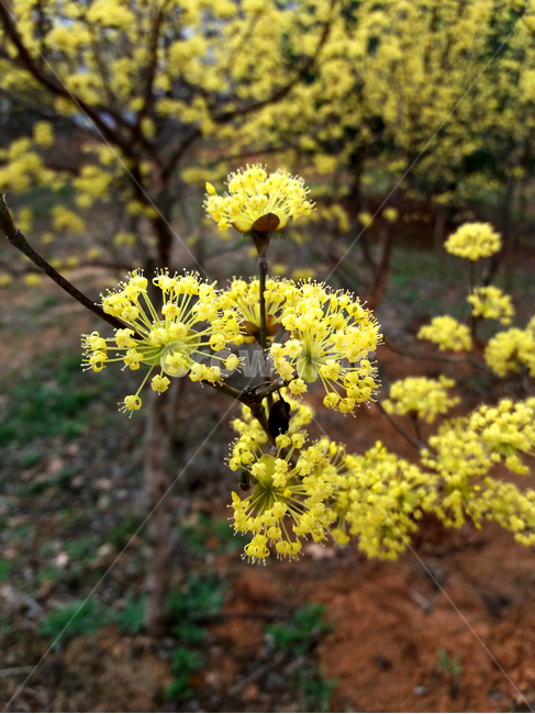 산수유,봄날씨,봄꽃,꽃나무,만개,산나무,노란꽃,한국꽃,식물,자연,plants,nature,꽃,flower