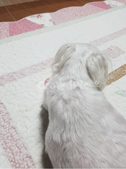 강아지,pet,동물,mammal,개,dog,반려견,포유류,동물,animal,포유류,mammal,개,강아지,dog,doggy