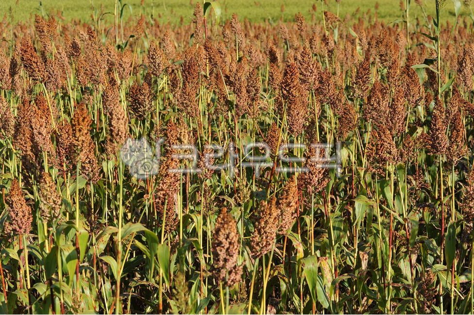 초목, reed, 자연, 녹색, 수수, 사진,이미지,일러스트,캘리그라피 - 두암동작가