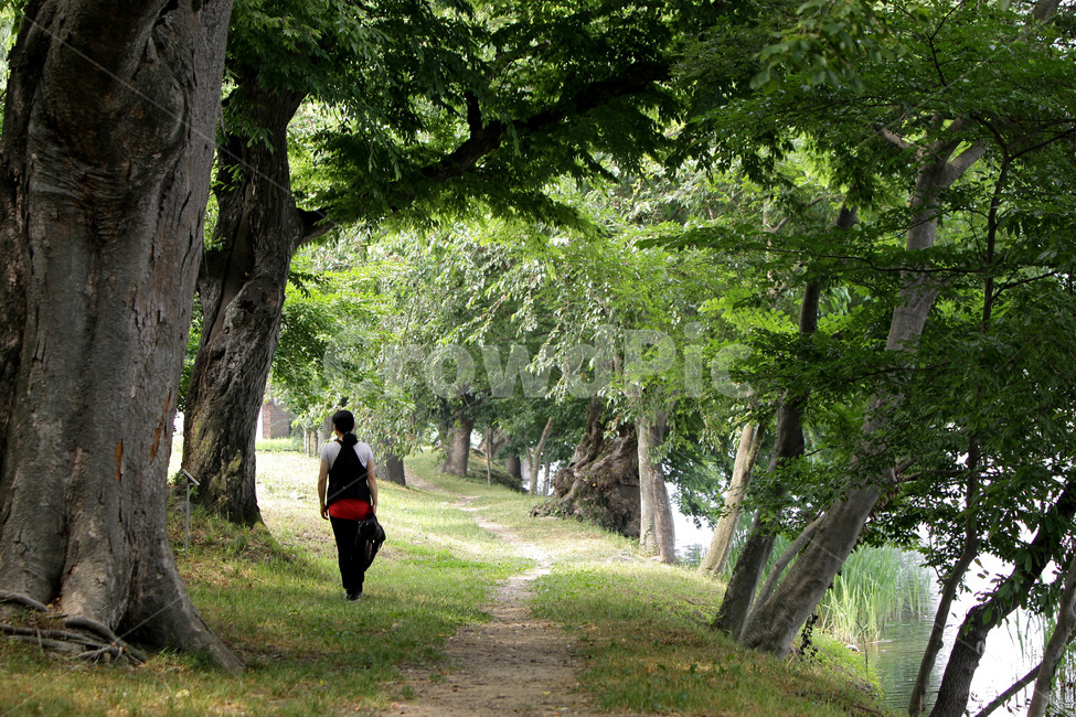 전남,화순,숲정이숲,방풍림,고목,자연,풍경,nature,landscape,식물,plants,나무,trees,wood,사람,인물,인간,human,person,여성,여자,woman,female,lady,휴식,힐링,rest,relaxation,healing,tree,tree trunk,나무 줄기,plant