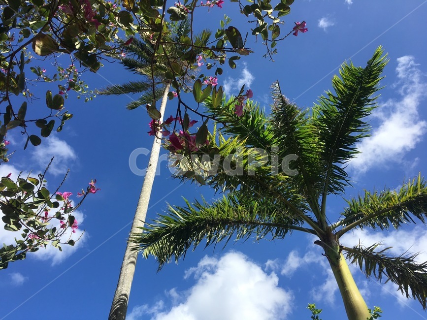 하늘,sky,여름,더위,한여름,summer,풍경,landscape,blue,색감,분위기,sensitive,feeling,나무,tree,꽃나무,flower